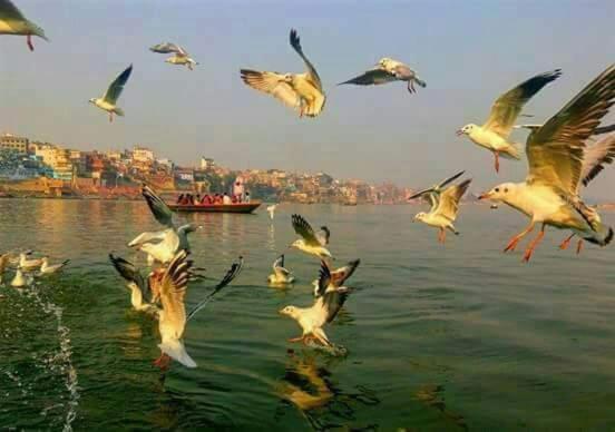 Shiva Ganges View *